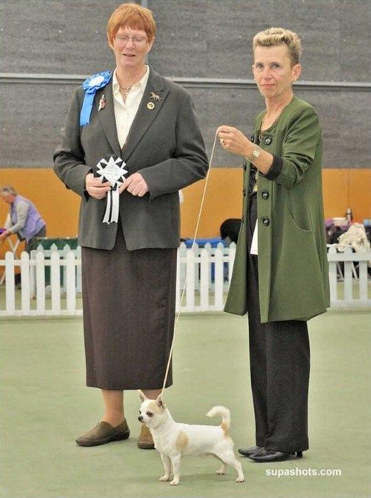 AM GCH & CAN Ch & NZ Ch White O Morns Aztec Legend