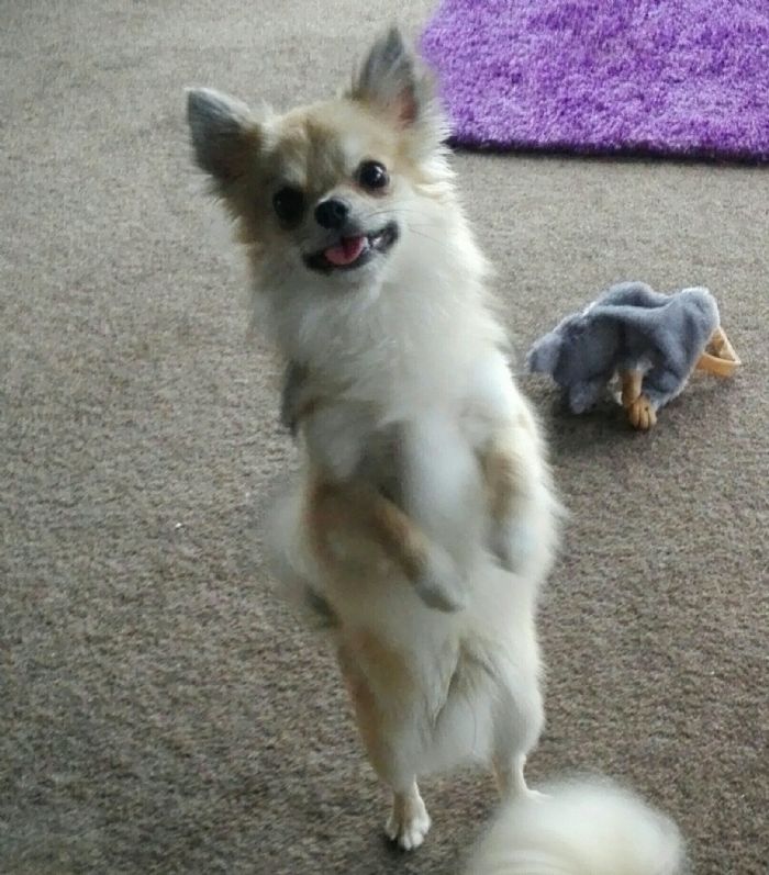 Bramver's Brahman