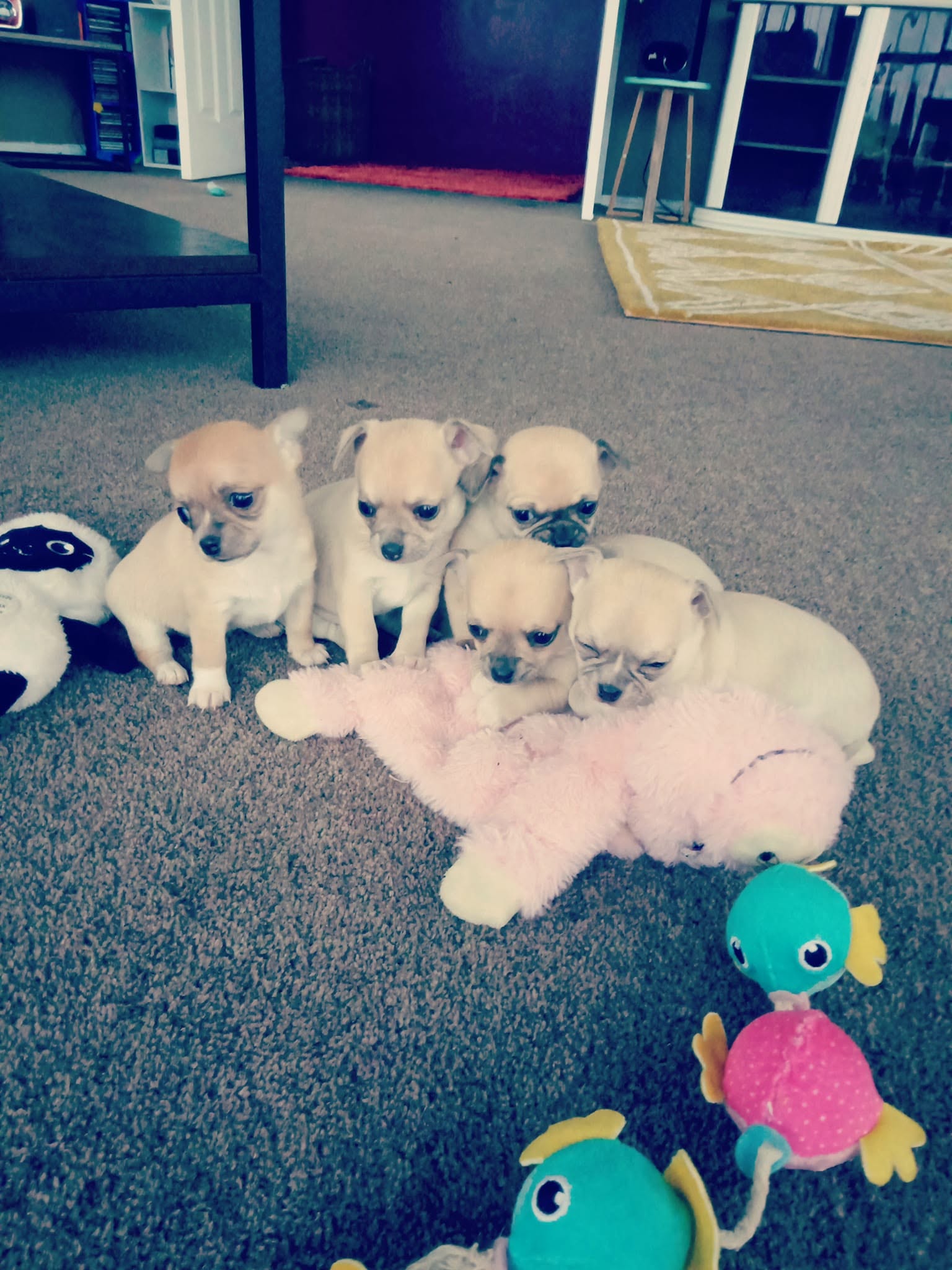 Salinacruz puppies