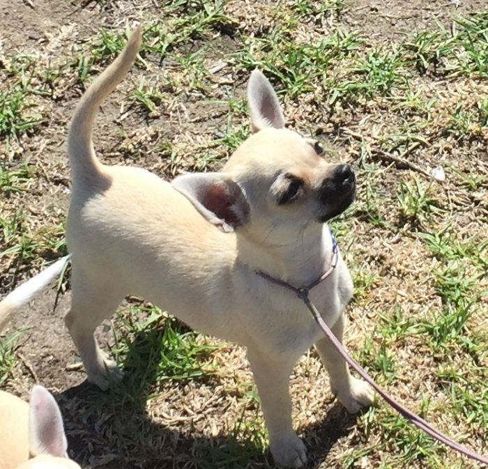Salinacruz puppy