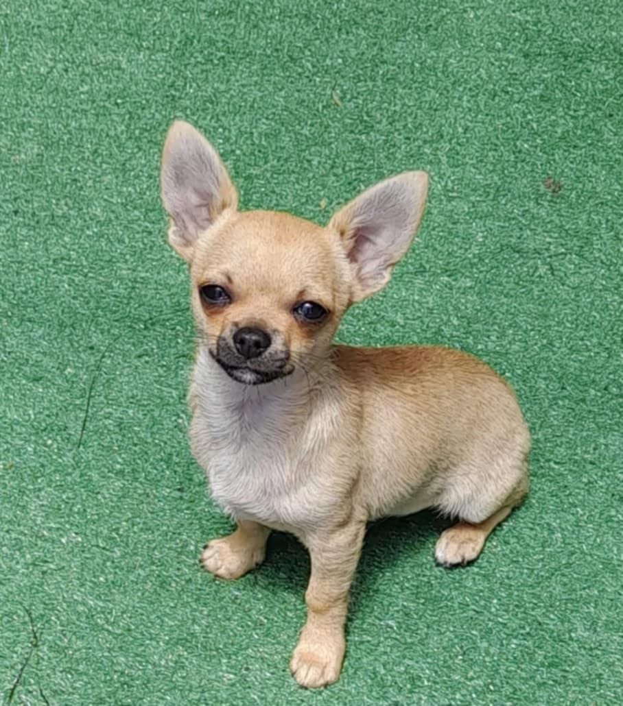 Salinacruz puppy