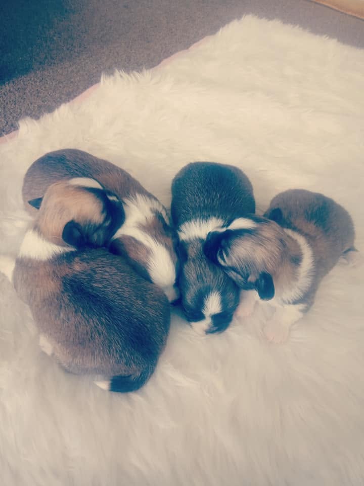 Salinacruz newborn puppies